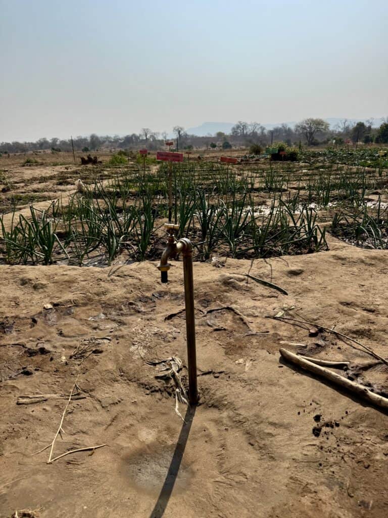 „Wo Hoffnung Wurzeln schlägt“